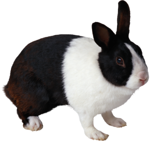 Rabbit PNG image-3777